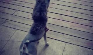 雪纳瑞造型 雪纳瑞造型